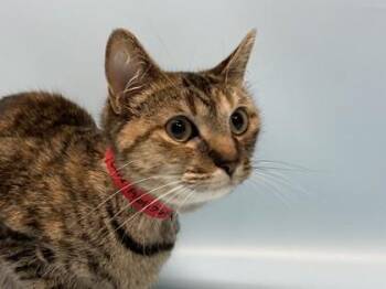 Lulu -  Domestic Short Hair Cat for Adoption in Golden Valley, Minnesota - Lulu | PetCurious