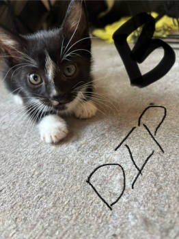 Rescue Domestic Short Hair Cats for Adoption in St. Cloud, Minnesota - Jet | PetCurious