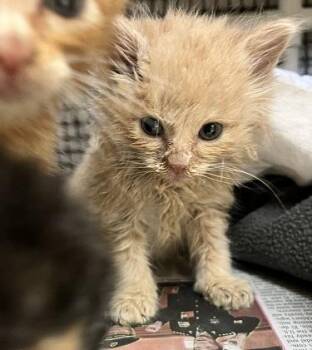 Kitten 27792 (Gnocchi) -  Domestic Medium Hair Cat for Adoption in Parlier, California - Kitten 27792 (Gnocchi) | PetCurious