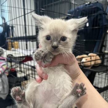 A Dog A Panic In A Pagoda -  Siamese Cat for Adoption in Westminster, California - A Dog A Panic In A Pagoda | PetCurious