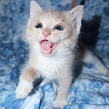 Domestic Medium Hair Cats Available for Adoption in Enfield, New Hampshire - Rice A Roni | PetCurious