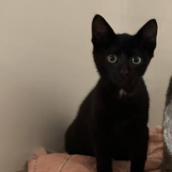 Rugby -  Domestic Short Hair Cat for Adoption in Chicago, Illinois - Rugby | PetCurious