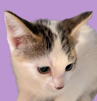 Domestic Short Hair Cats Available for Adoption in Savannah, Georgia - Zacharia | PetCurious