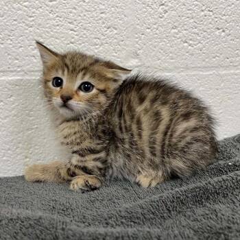 Cool Cat -  Domestic Short Hair and Manx Cat for Adoption in Charlottesville, Virginia - Cool Cat | PetCurious