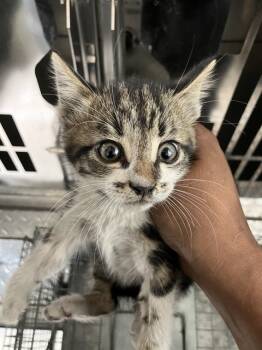 Rescue Domestic Medium Hair Cats for Adoption in Dallas, Texas - JUMBO | PetCurious