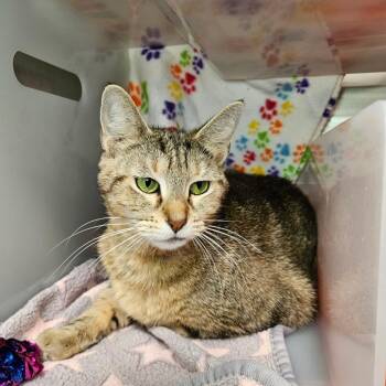 Domestic Short Hair Cats Available for Adoption in Los Angeles, California - Nefertari | PetCurious
