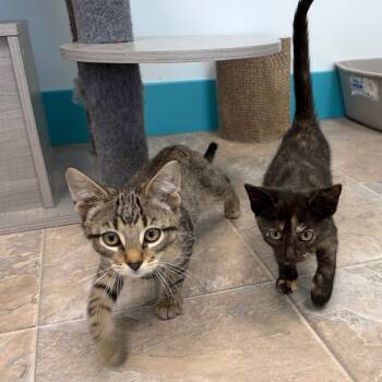 Kittens - 9 -  Domestic Short Hair Cat for Adoption in Grand Rapids, Michigan - Kittens - 9 | PetCurious