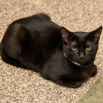Domestic Short Hair Cats Available for Adoption in Wichita, Kansas - Abu | PetCurious