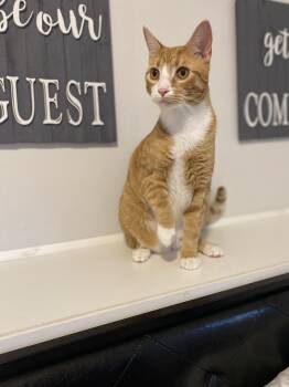 Rescue Domestic Short Hair Cats for Adoption in Saint Francis, Minnesota - Franklin | PetCurious