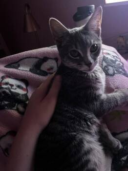 Cosmo -  Domestic Short Hair Cat for Adoption in St. Peters, Missouri - Cosmo | PetCurious