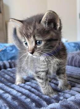 Aspen -  Tabby Cat for Adoption in Tulsa, Oklahoma - Aspen | PetCurious