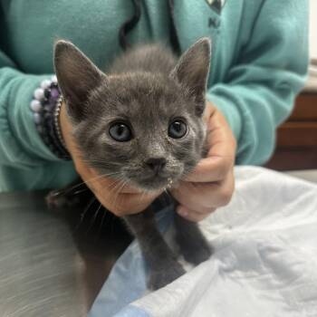 Stormy -  Domestic Short Hair Cat for Adoption in Ashland, Oregon - Stormy | PetCurious
