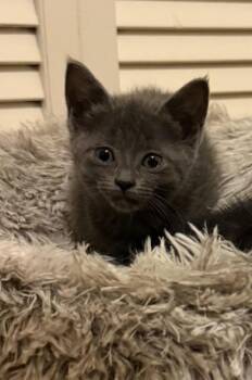 Aspen -  Russian Blue Cat for Adoption in Liverpool, Texas - Aspen | PetCurious