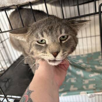 Rescue Domestic Short Hair Cats for Adoption in Las Cruces, New Mexico - Curly Fry | PetCurious
