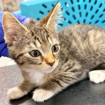 Pearl -  Domestic Short Hair Cat for Adoption in Jupiter, Florida - Pearl | PetCurious