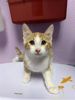 joe* -  Domestic Short Hair Cat for Adoption in El Paso, Texas - Joe* | PetCurious