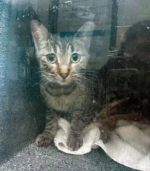 Domestic Short Hair Cats Available for Adoption in Nashville, Tennessee - Easel | PetCurious