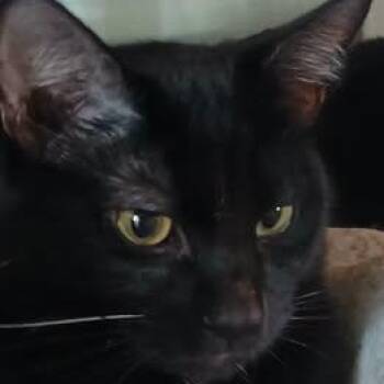 AIDEN -  Domestic Short Hair Cat for Adoption in Wolcott, Vermont - AIDEN | PetCurious
