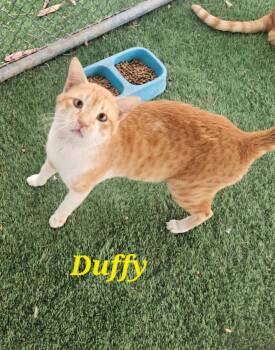 Duffy  -  Egyptian Mau Cat Available for Adoption in Town 
