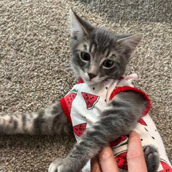Petrie -  Domestic Short Hair Cat for Adoption in Laramie, Wyoming - Petrie | PetCurious