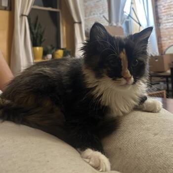 Rosie -  Domestic Medium Hair Cat for Adoption in York, Pennsylvania - Rosie | PetCurious