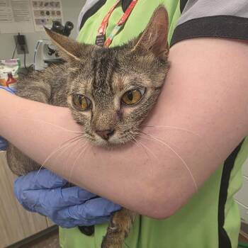 Squirtly -  Domestic Short Hair Cat for Adoption in Chattanooga, Tennessee - Squirtly | PetCurious