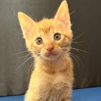 Domestic Short Hair Cats Available for Adoption in Folsom, Louisiana - Reba | PetCurious
