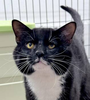American Shorthair Cats Available for Adoption in Philadelphia, Pennsylvania - Daxlin  | PetCurious