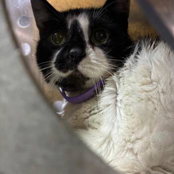 Edie -  Domestic Short Hair Cat for Adoption in Philadelphia, Pennsylvania - Edie | PetCurious