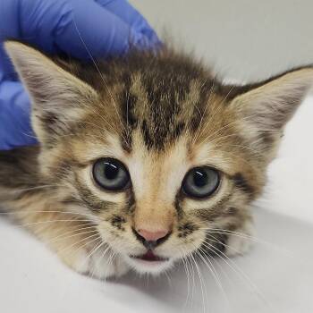 Goldie -  Domestic Short Hair Cat for Adoption in Tampa, Florida - Goldie | PetCurious