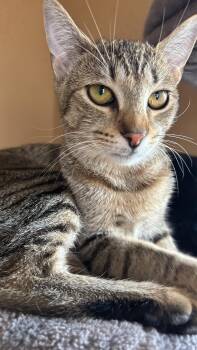 Rescue Domestic Short Hair Cats for Adoption in Melrose, Massachusetts - Viv | PetCurious