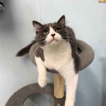 Surge -  Domestic Short Hair Cat for Adoption in Pontiac, Illinois - Surge | PetCurious