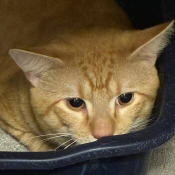 Papa Bert/OPAC7000 -  Domestic Short Hair Cat for Adoption in Oak Park, Illinois - Papa Bert/OPAC7000 | PetCurious