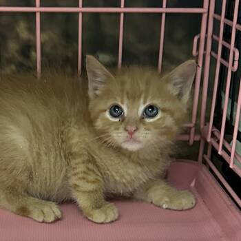 Rescue Domestic Short Hair Cats for Adoption in Franklin Township, New Jersey - Jimmy | PetCurious