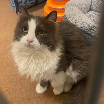 Rescue Domestic Short Hair Cats for Adoption in Los Angeles, California - Julie | PetCurious