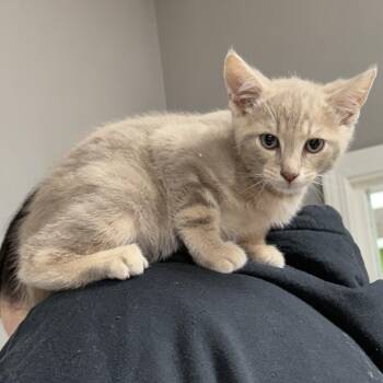 Domestic Short Hair Cats Available for Adoption in Lemont, Illinois - Lannister | PetCurious