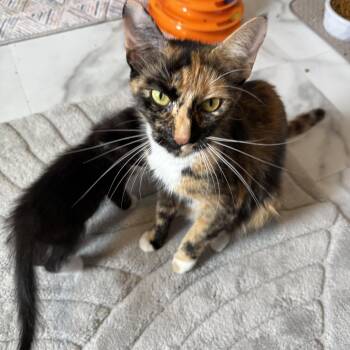 Espresso -  Domestic Short Hair Cat for Adoption in Hamburg, New York - Espresso | PetCurious