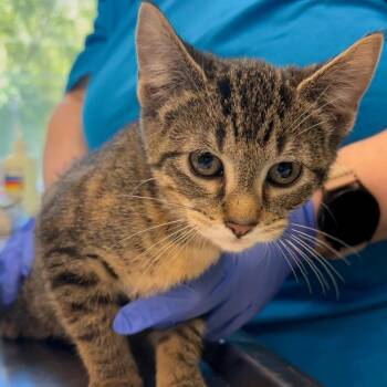 Domestic Short Hair Cats Available for Adoption in Belleville, Illinois - Mouse | PetCurious