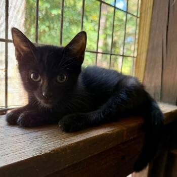 Rescue Domestic Short Hair Cats for Adoption in Jupiter, Florida - Magnus | PetCurious