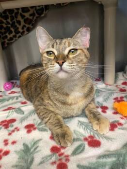 Ombre -  Abyssinian Cat for Adoption in Grants Pass, Oregon - Ombre | PetCurious