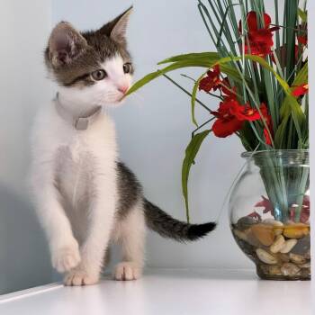 Anthony -  Domestic Short Hair Cat for Adoption in Syosset, New York - Anthony | PetCurious