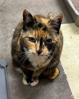 Daisy -  Domestic Short Hair Cat for Adoption in Novato, California - Daisy | PetCurious