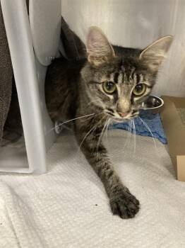 TUCKER -  Domestic Medium Hair and Domestic Short Hair Cat for Adoption in Omaha, Nebraska - TUCKER | PetCurious