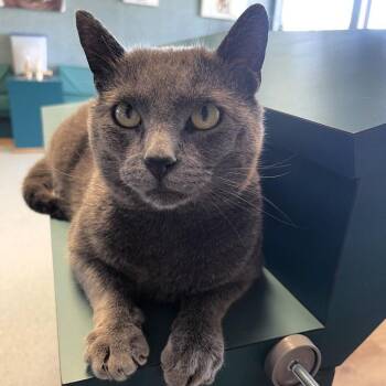 Russian Blue Cats Available for Adoption in Lenexa, Kansas - Robert Downey Jr. | PetCurious
