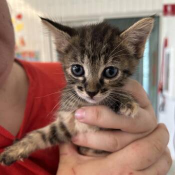 Purrsephone -  Domestic Short Hair Cat for Adoption in Leander, Texas - Purrsephone | PetCurious