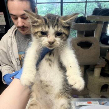 Rizzy -  Domestic Short Hair Cat Available for Adoption in Mt. Juliet, Tennessee - Rizzy | PetCurious