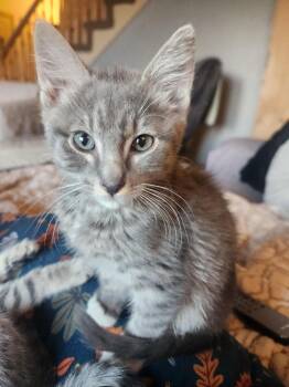 Yoshi -  Domestic Short Hair Cat for Adoption in Millcreek, Utah - Yoshi | PetCurious