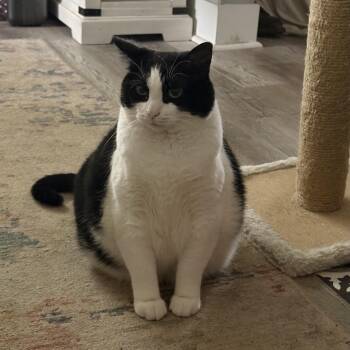 Domestic Short Hair Cats Available for Adoption - Bandit | PetCurious