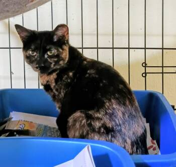 Domestic Short Hair Cats Available for Adoption - Trufa | PetCurious