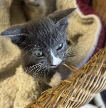 Teagan -  Tuxedo and Domestic Short Hair Cat for Adoption in Walnut Creek, California - Teagan | PetCurious